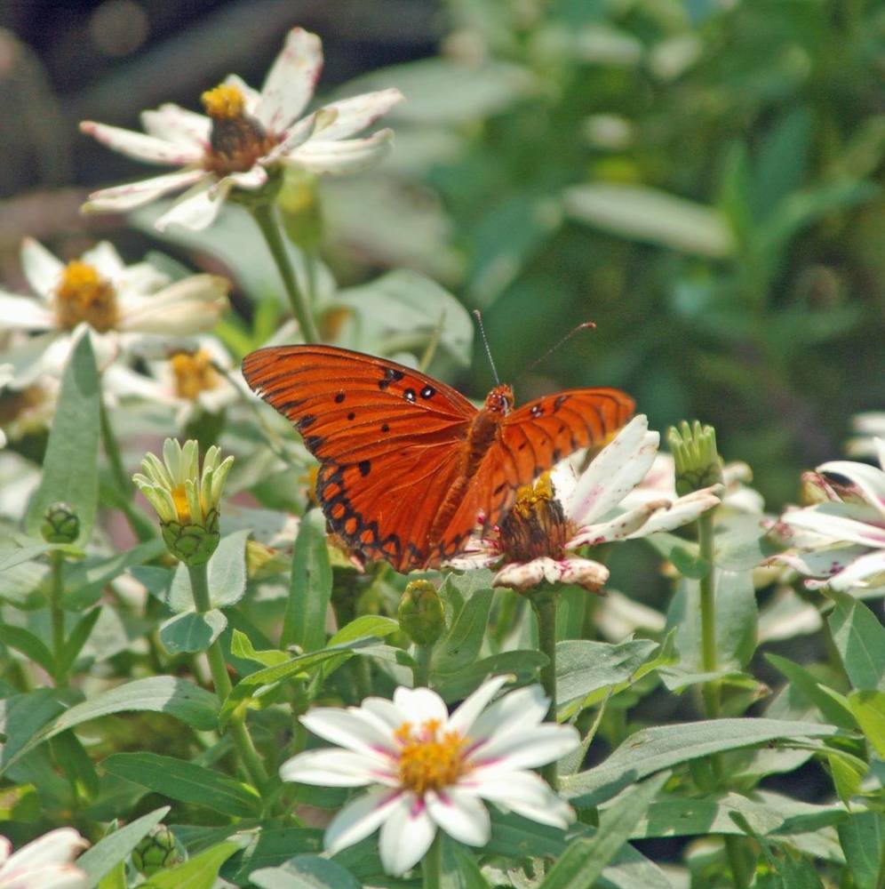 Meet your Posher, Mildred